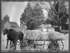 A.B. Lyman with load of Grimm alfalfa seed